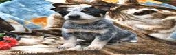 Australian Cattle Dog dogs for sale: Holly - Ad 3
