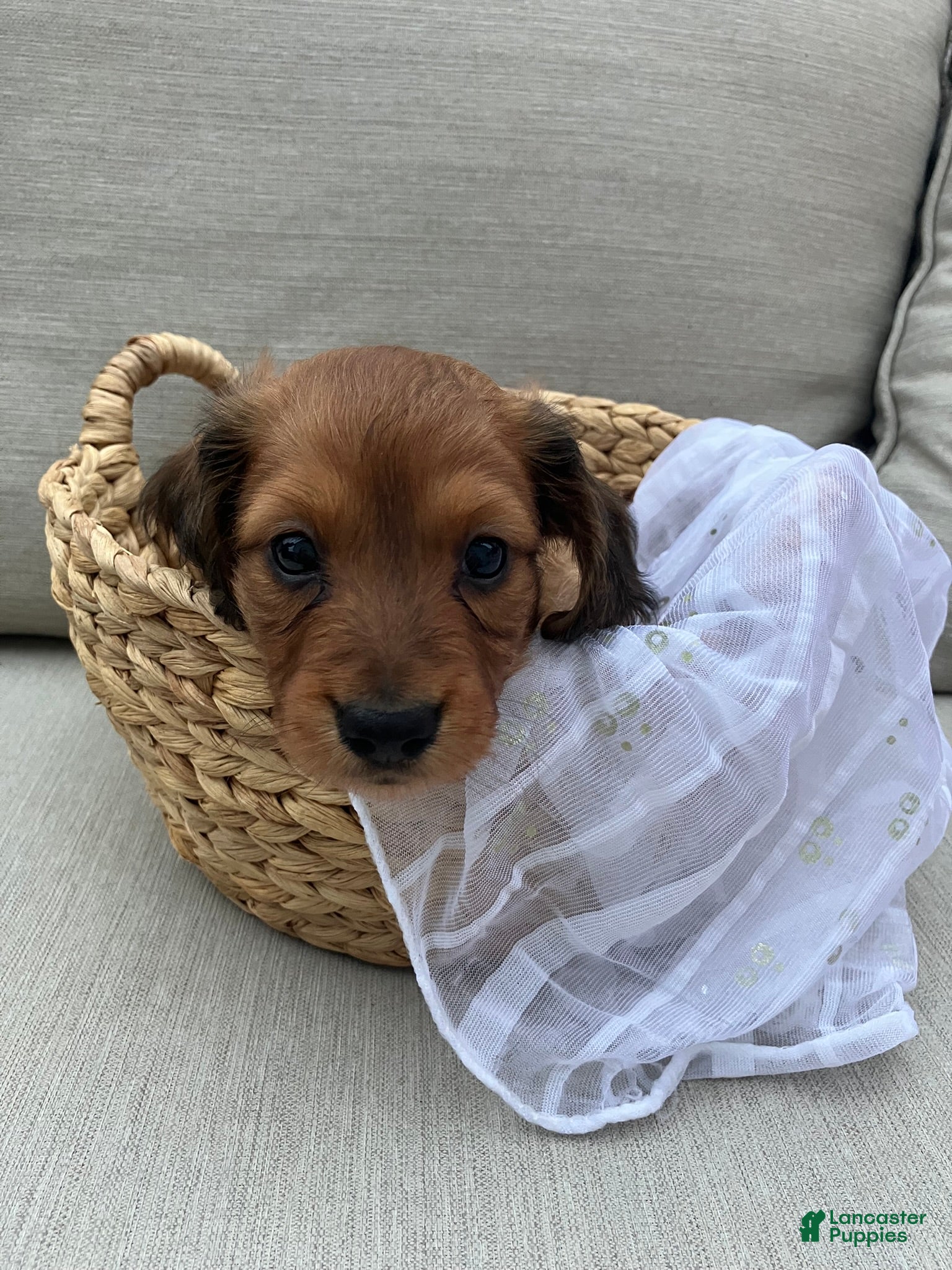 Miniature Dachshund dogs for sale: Sprinkles - Ad 5