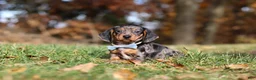 Miniature Dachshund dogs for sale: Jackson - Ad 2