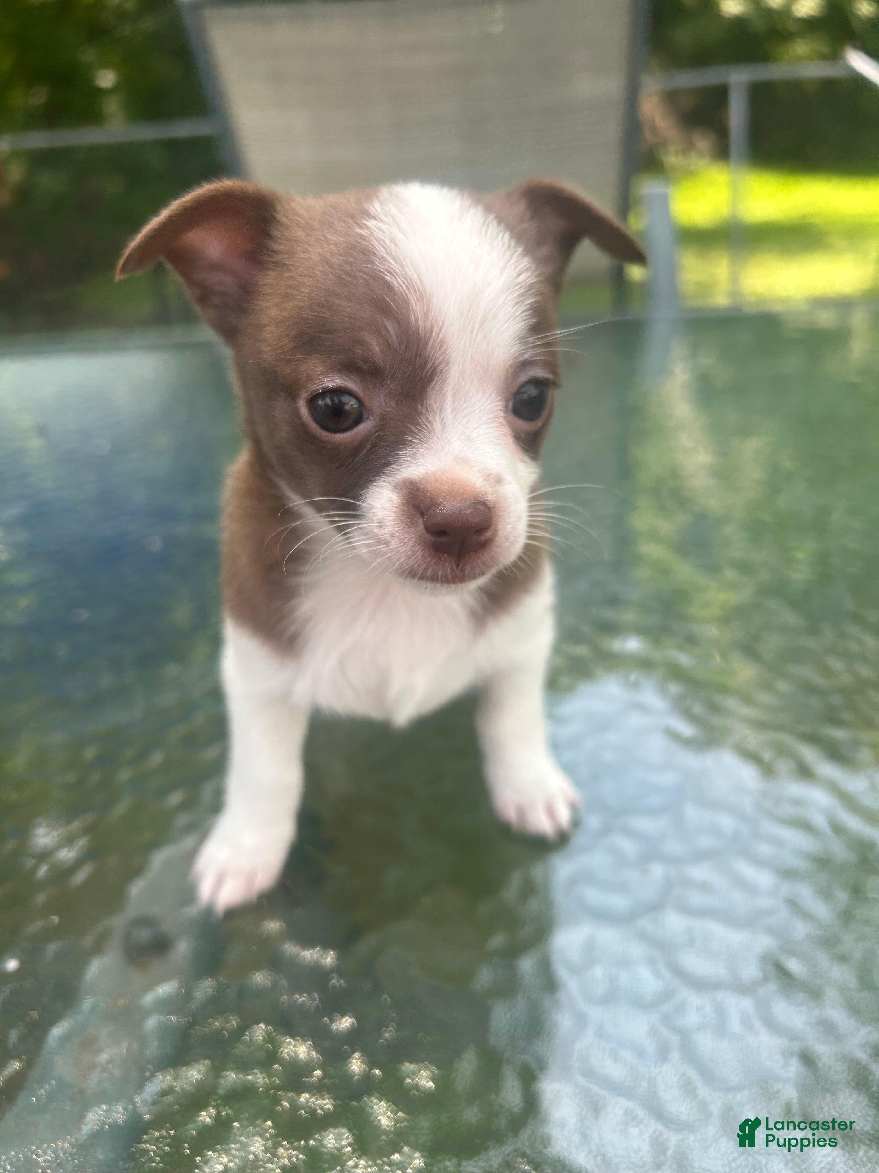Mixed Breed dogs Coco - Ad 20