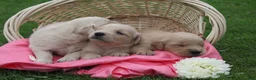 Golden Retriever dogs for sale: Daisy  - Ad 6