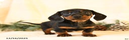 Miniature Dachshund dogs for sale: Callie - Ad 2