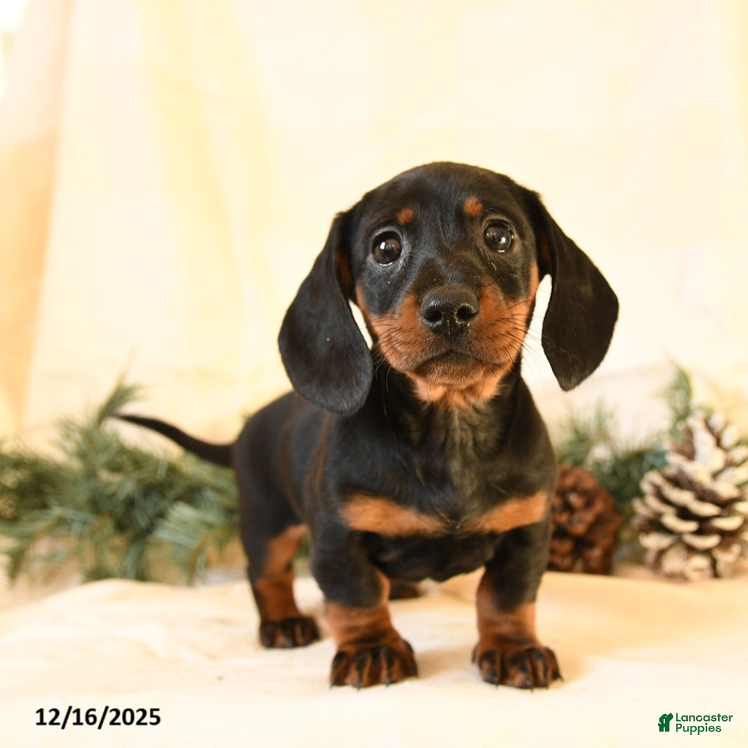 Miniature Dachshund dogs for sale: Callie - Ad 2