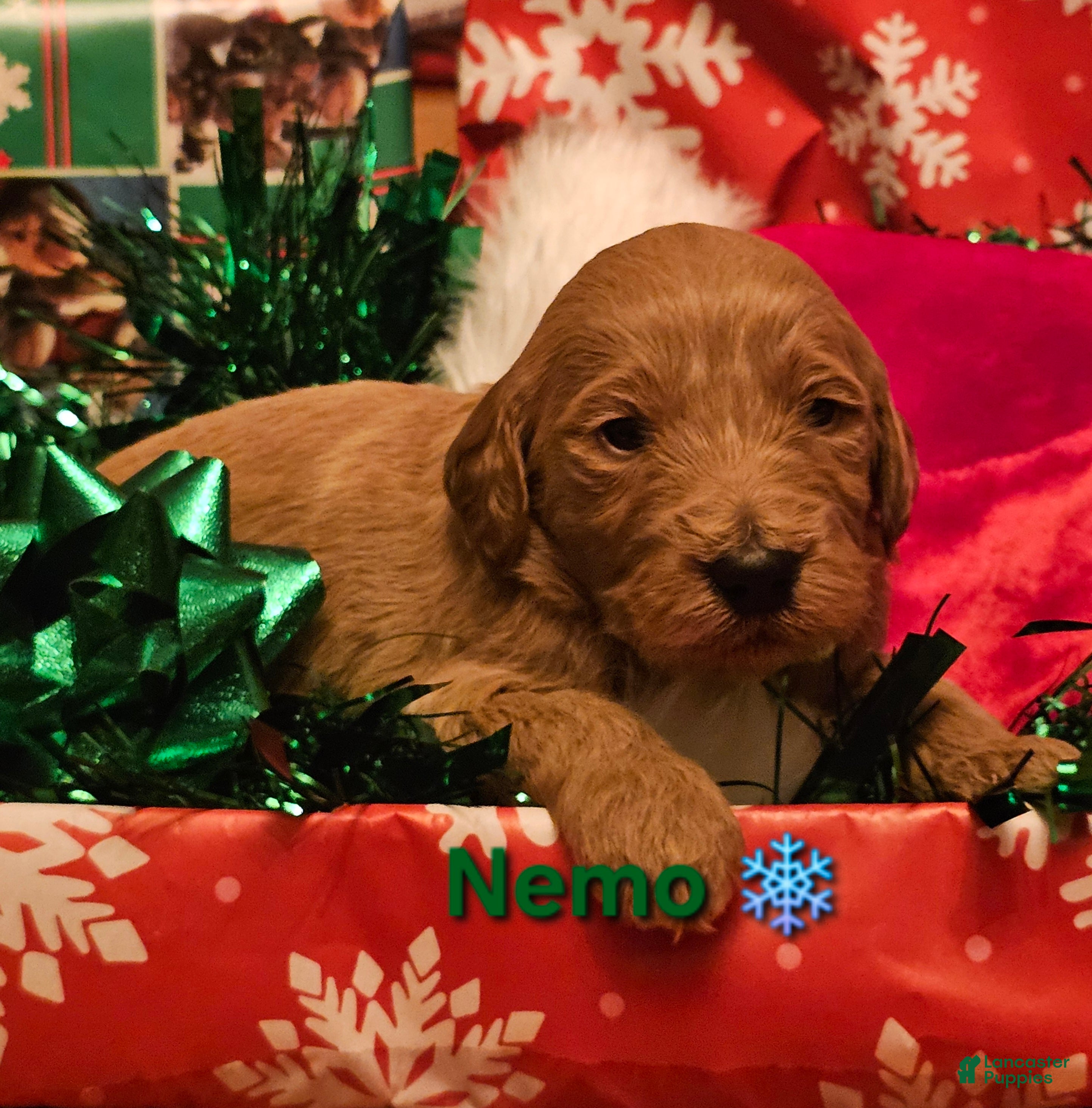 Goldendoodle dogs Nemo - Ad 35