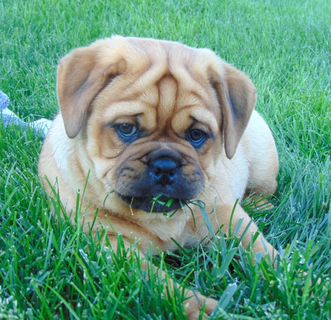 Mixed Breed dogs for sale: Angela  - Ad 2