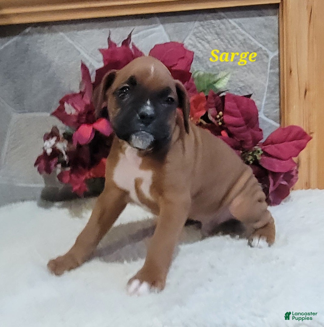 Boxer dogs Sarge - Ad 9