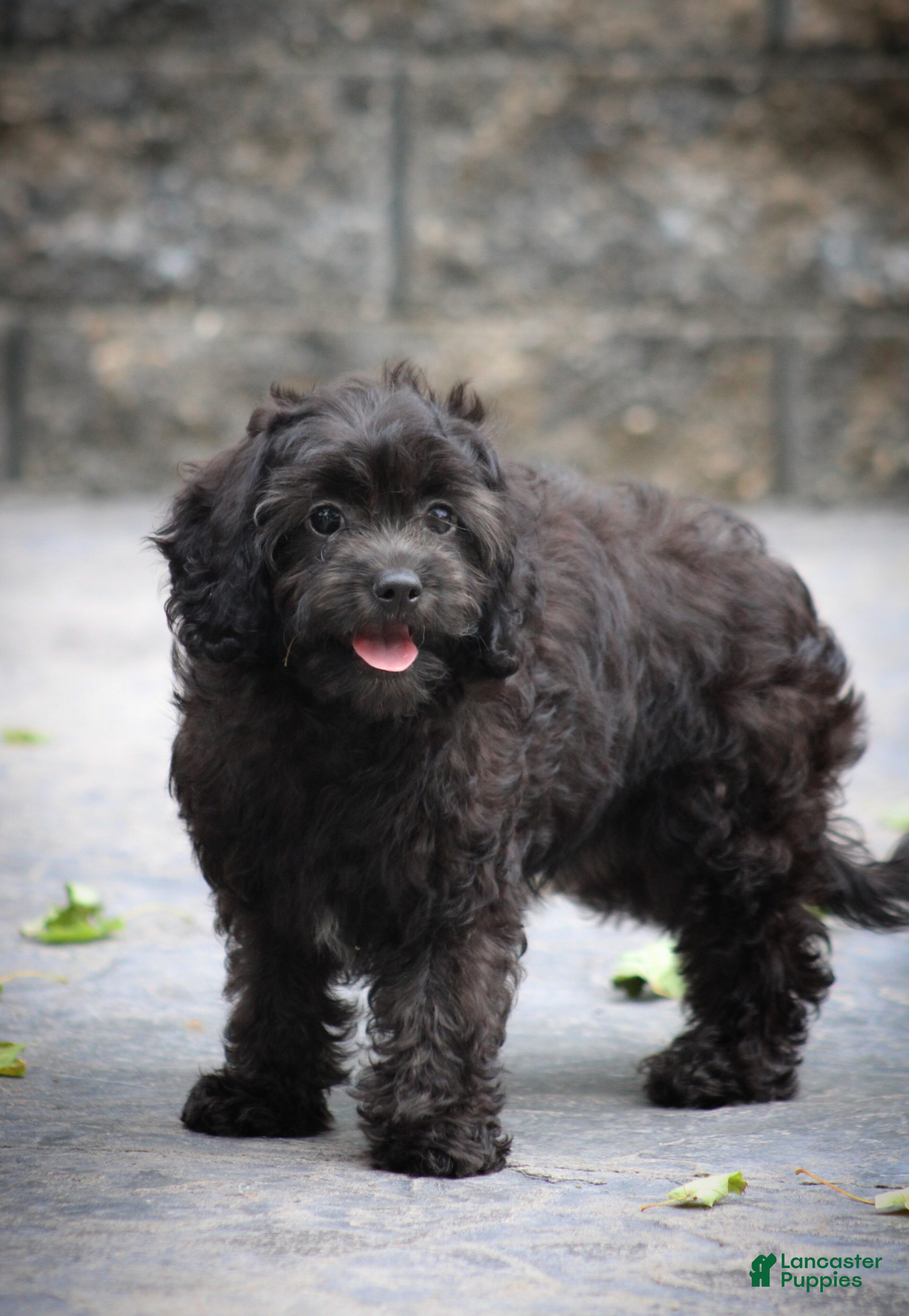 Cavapoo dogs Allie - Ad 2