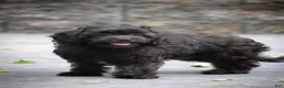 Cavapoo dogs for sale: Allie - Ad 2