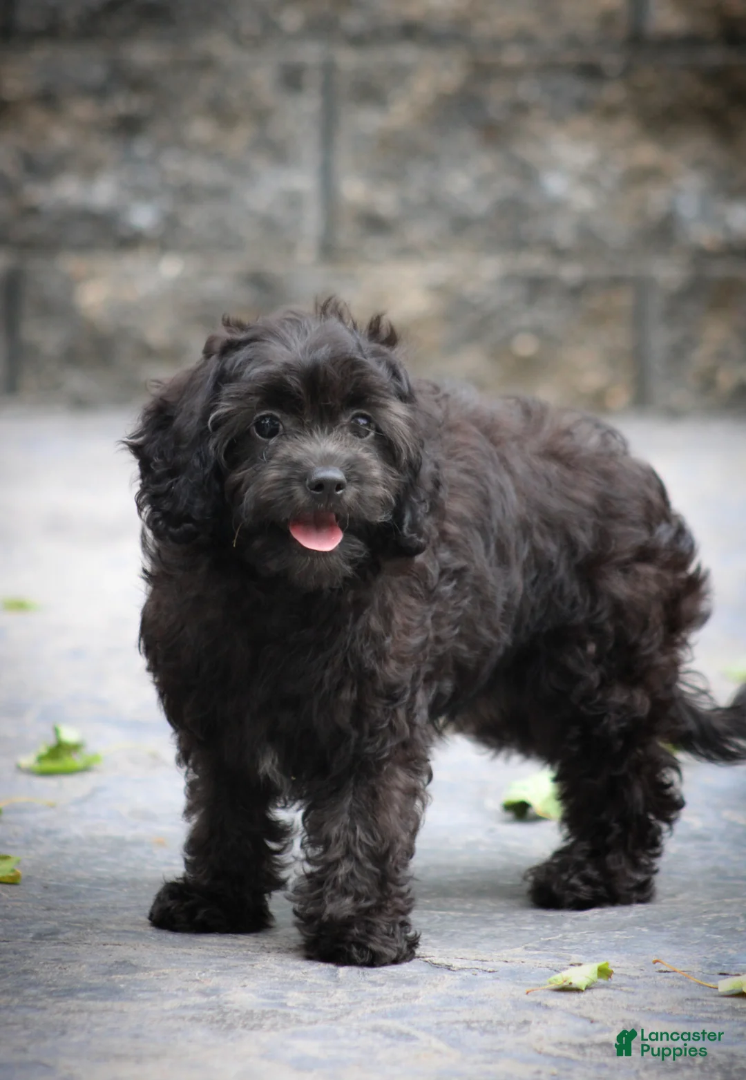 Cavapoo dogs for sale: Allie - Ad 2
