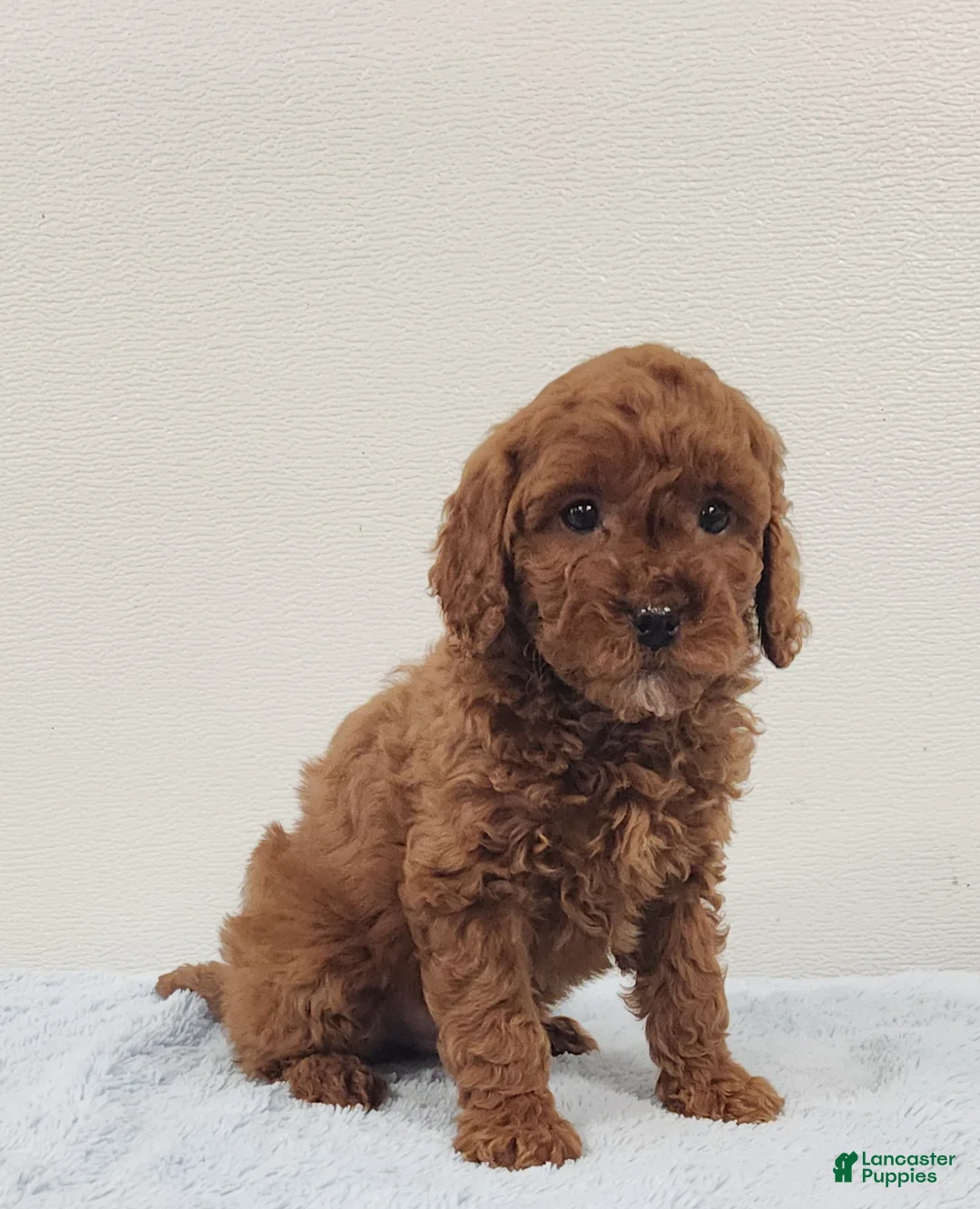 Mini Goldendoodle dogs for sale: Rambo - Ad 4