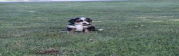 Bernedoodle dogs for sale: Sheldon - Ad 6