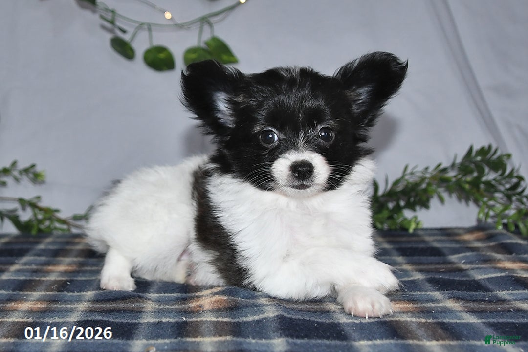 Papillon dogs for sale: Chocolate - Ad 2