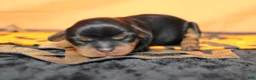 Cavalier King Charles Spaniel dogs for sale: Chocolate  - Ad 3