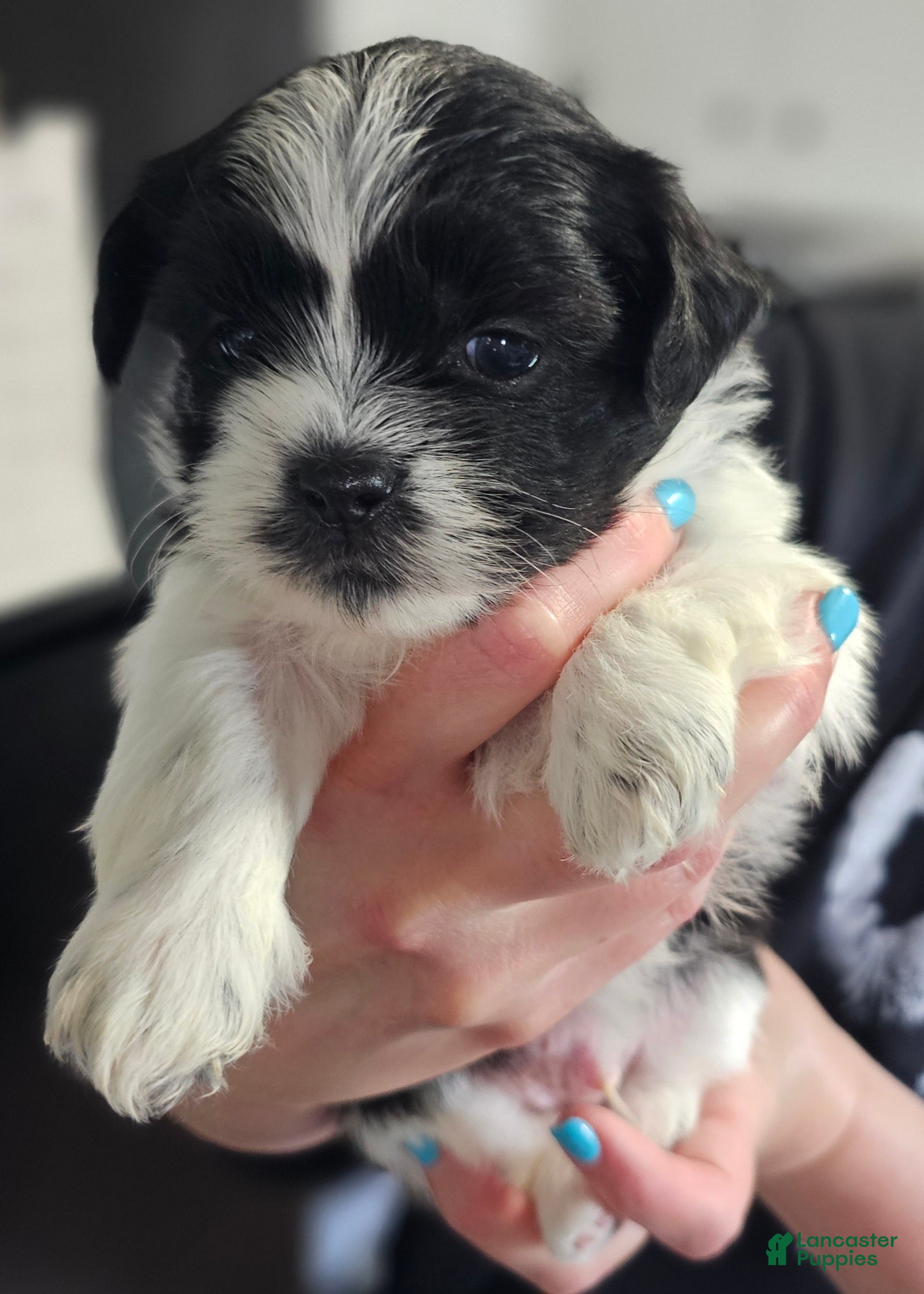 Teddy Bear dogs Woody - Ad 1