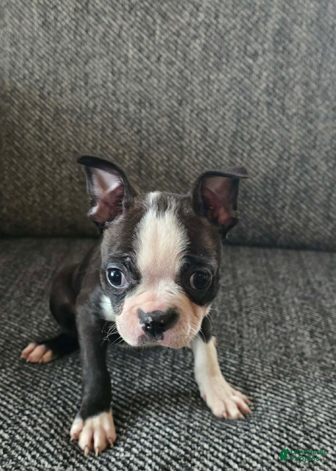 Boston Terrier dogs for sale: Roxy - Ad 3