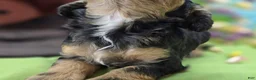 Cockapoo dogs for sale: Batty - Ad 27