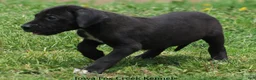 Great Dane dogs for sale: Maya - Ad 5