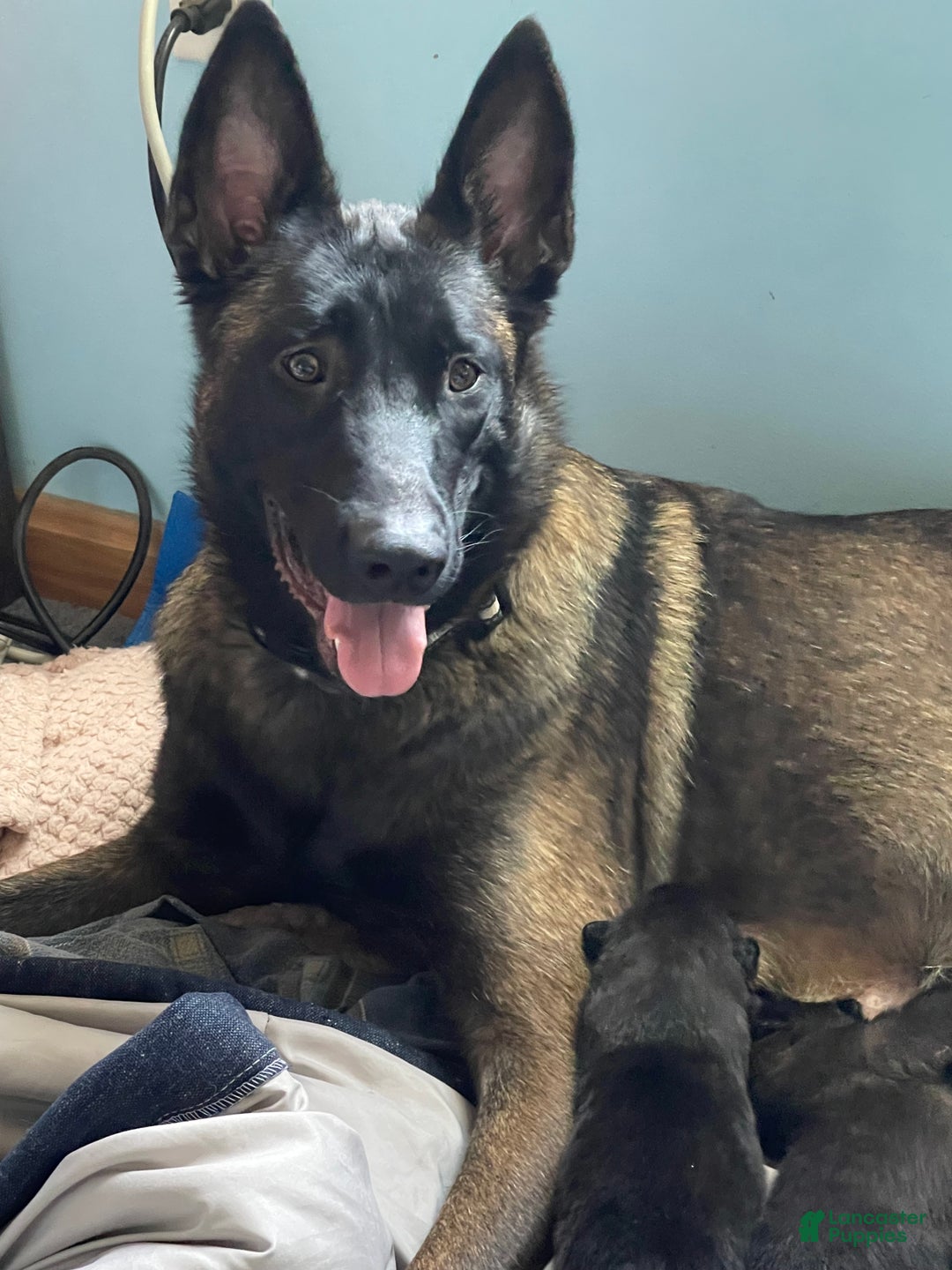 Belgian Malinois dogs for sale: Belgian Malinois Puppy 5 - Ad 2