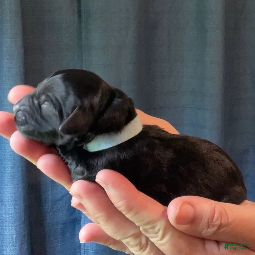 Goldendoodle dogs for sale: Maverick (Blue Collar) - Ad 2