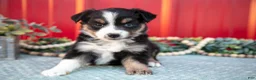 Miniature Australian Shepherd dogs for sale: Lynette - Ad 4