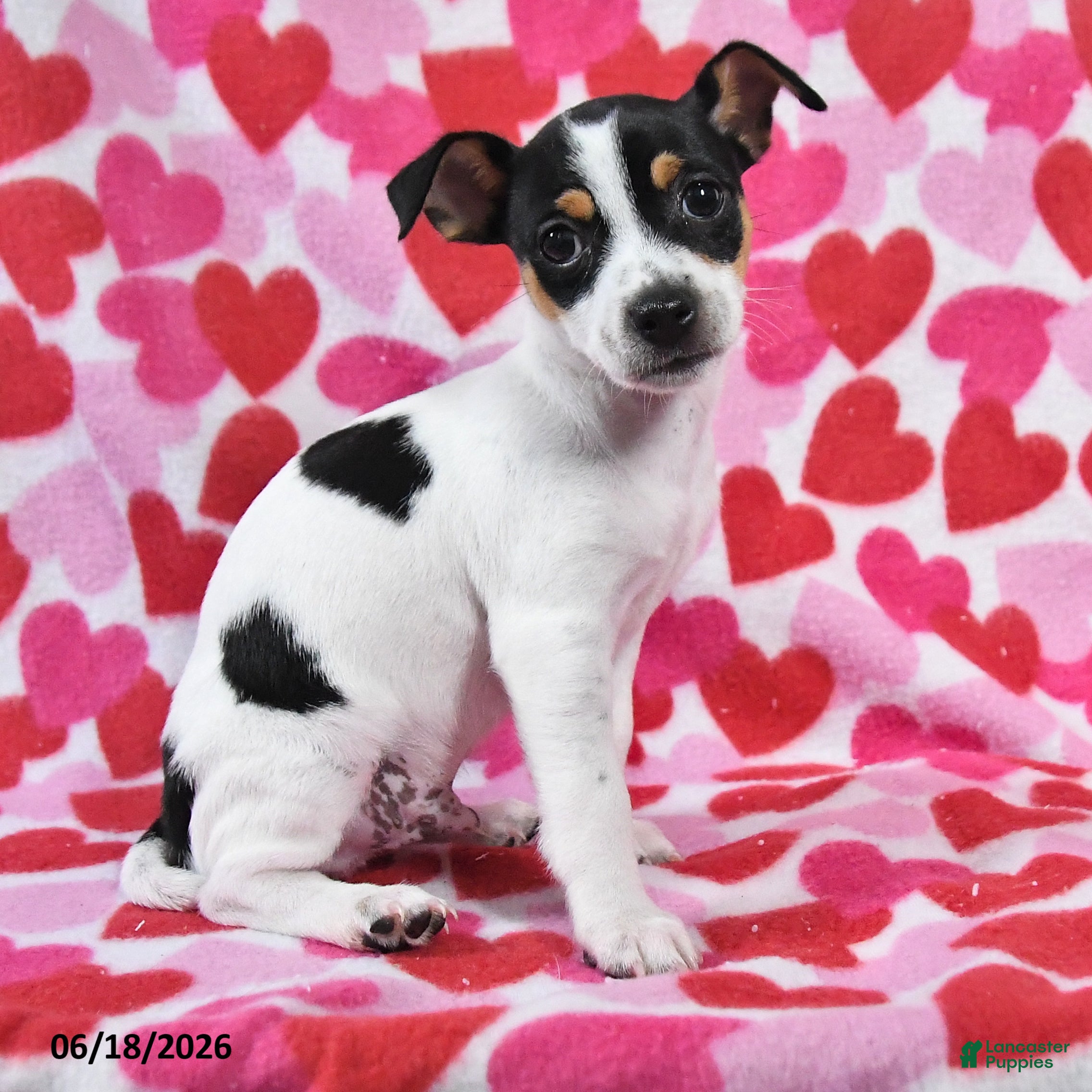 Chihuahua dogs Trooper - Ad 2