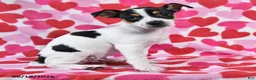 Chihuahua dogs for sale: Trooper - Ad 2