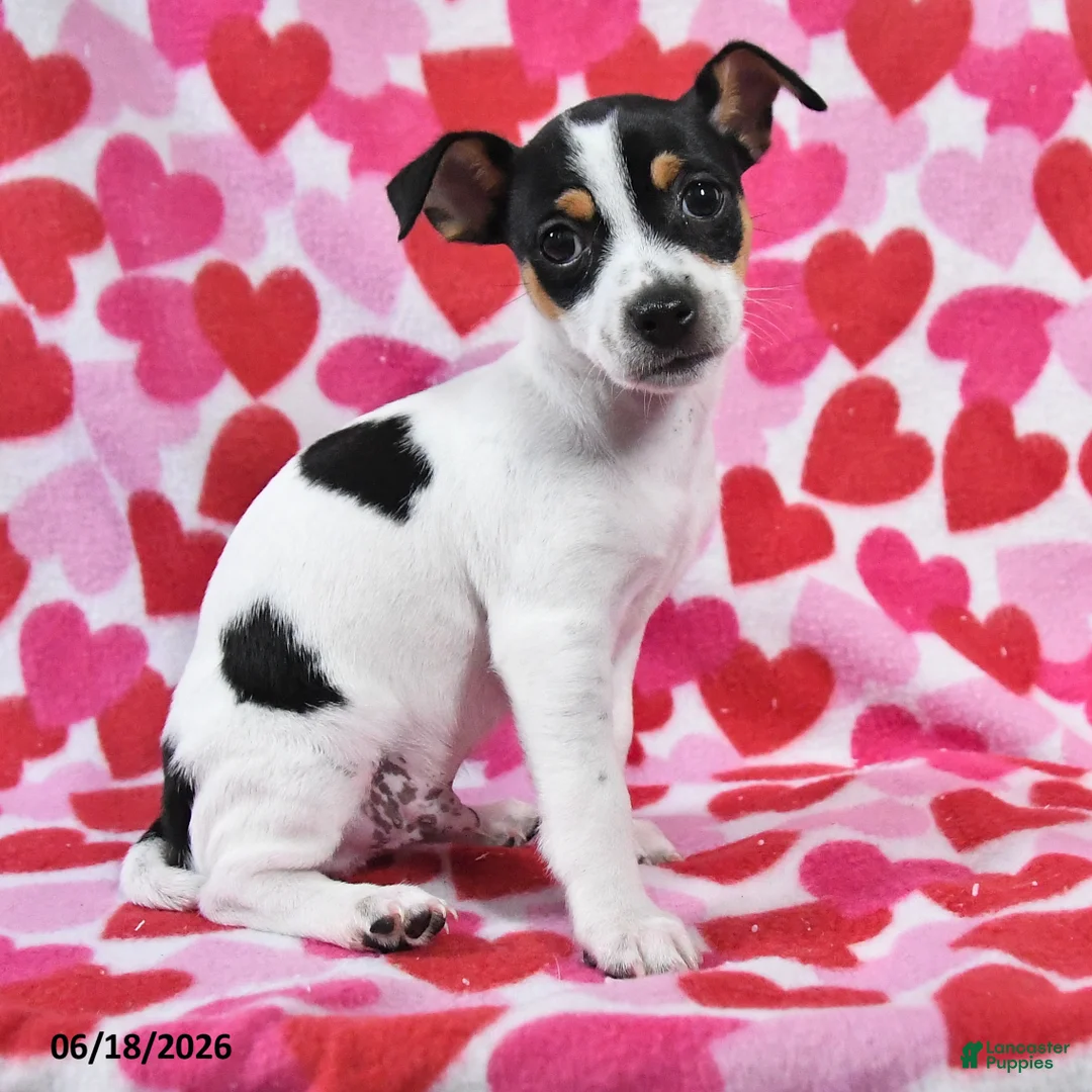 Chihuahua dogs for sale: Trooper - Ad 2