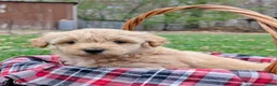 Mixed Breed dogs for sale: Hazel - Ad 3