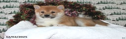 Shiba Inu dogs for sale: Merle - Ad 4