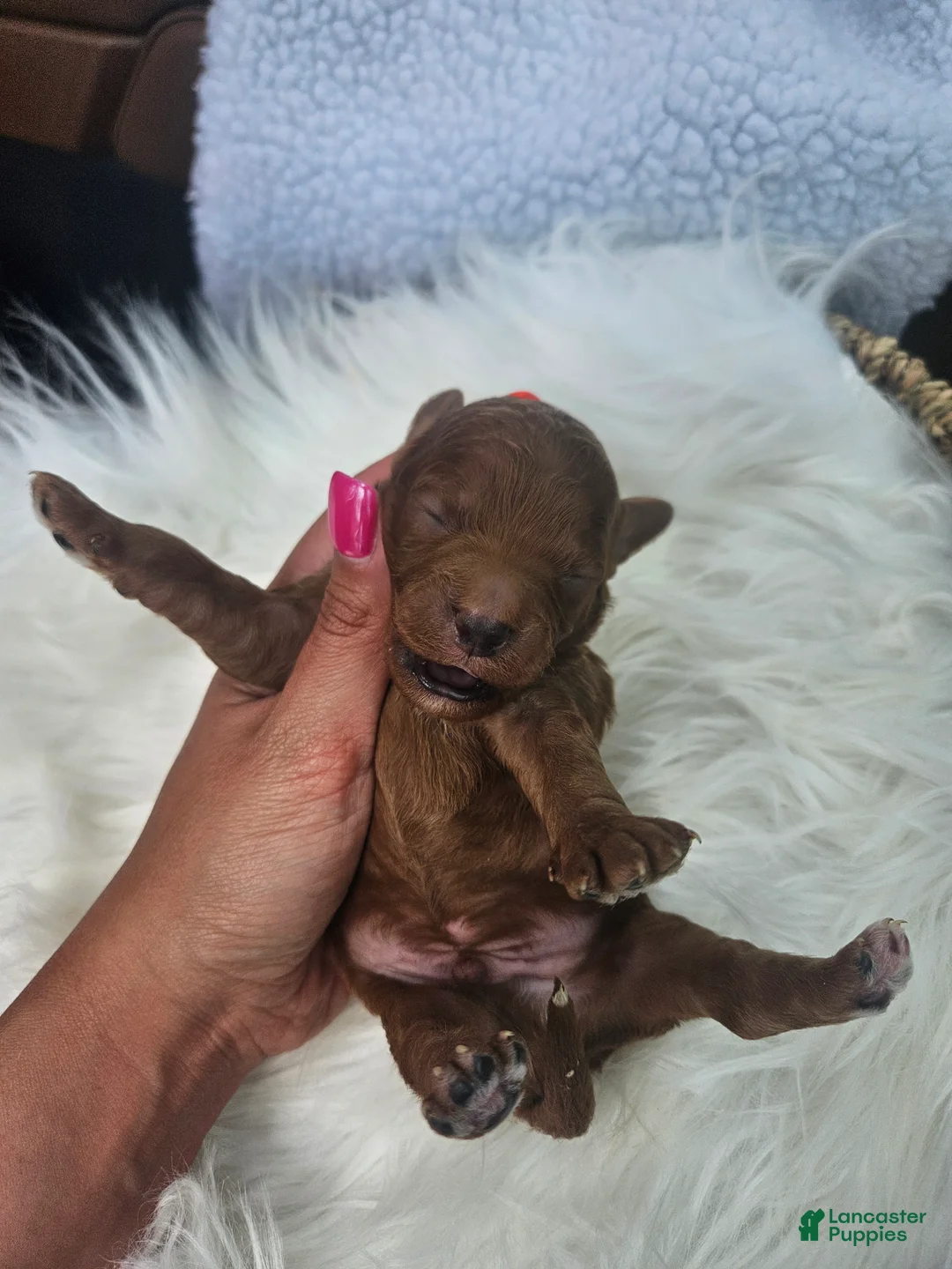 Cavapoo dogs for sale: Stormy - Ad 2