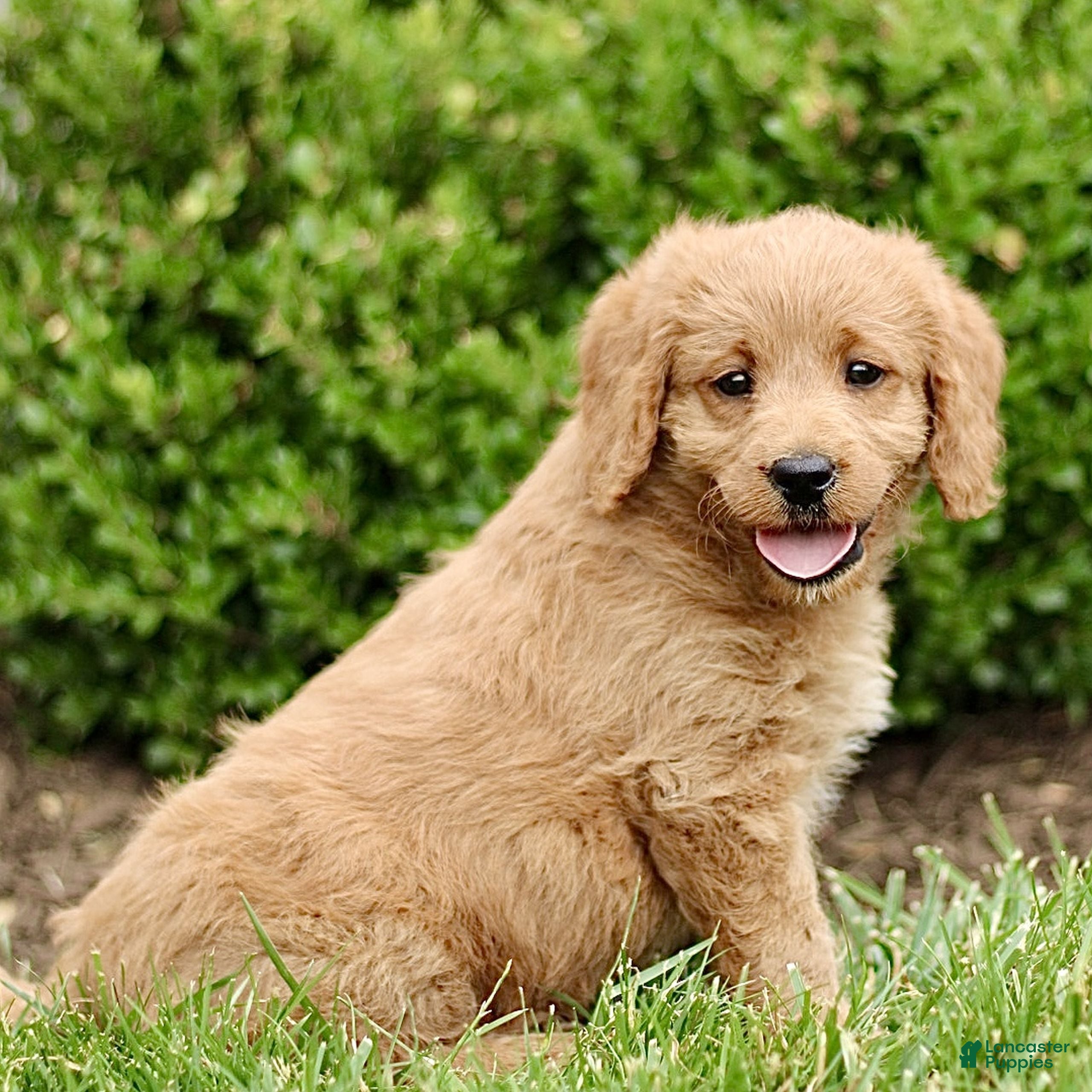 Labradoodle dogs Sunshine  - Ad 2