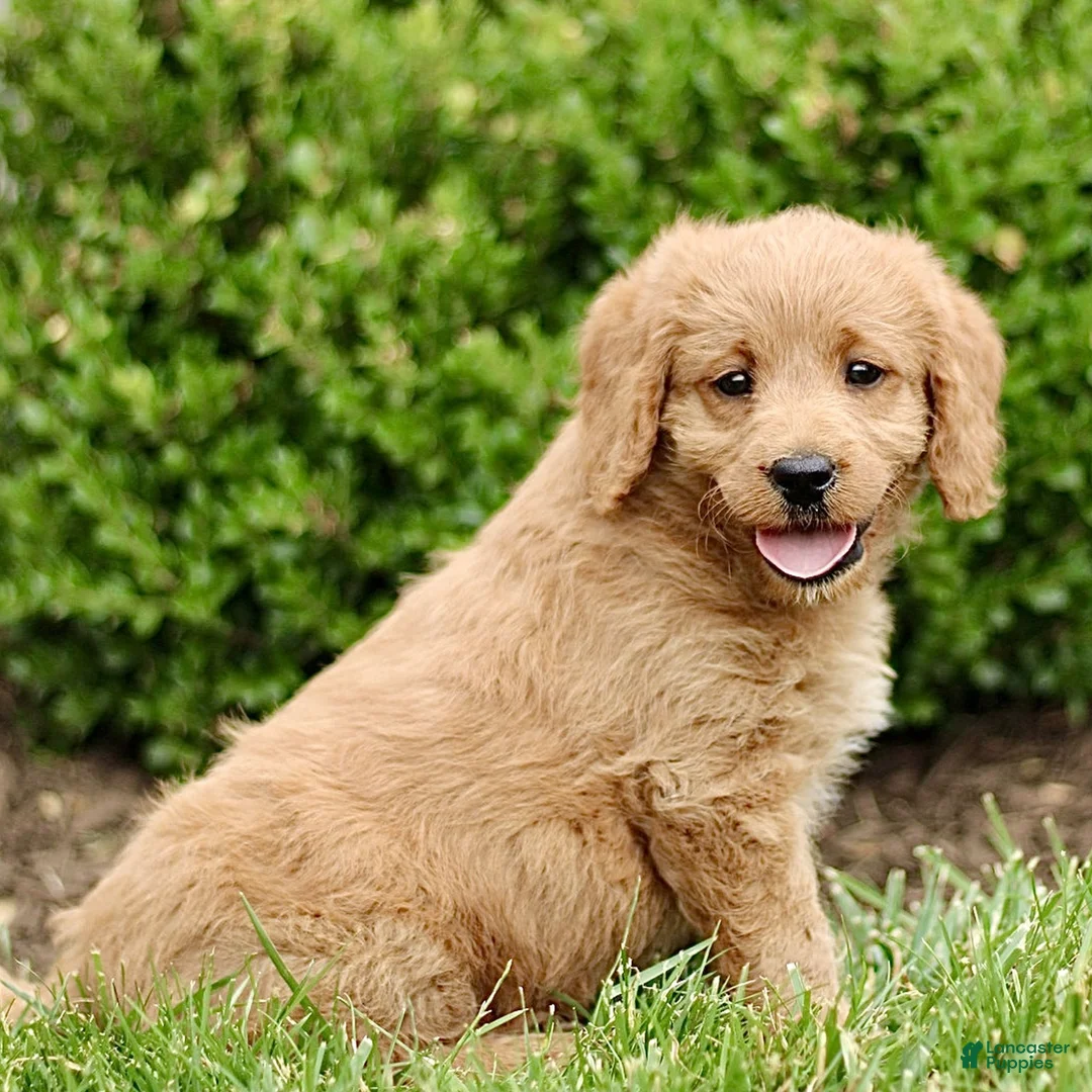 Labradoodle dogs for sale: Sunshine  - Ad 2