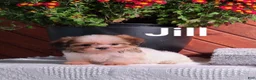 Shih Tzu dogs for sale: Jill  - Ad 3