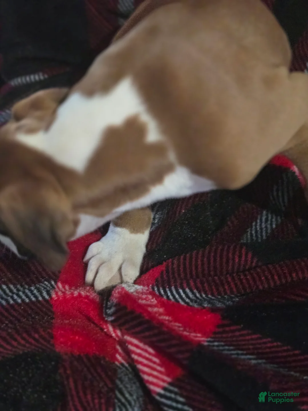 Boxer dogs for sale: Buddy - Ad 3