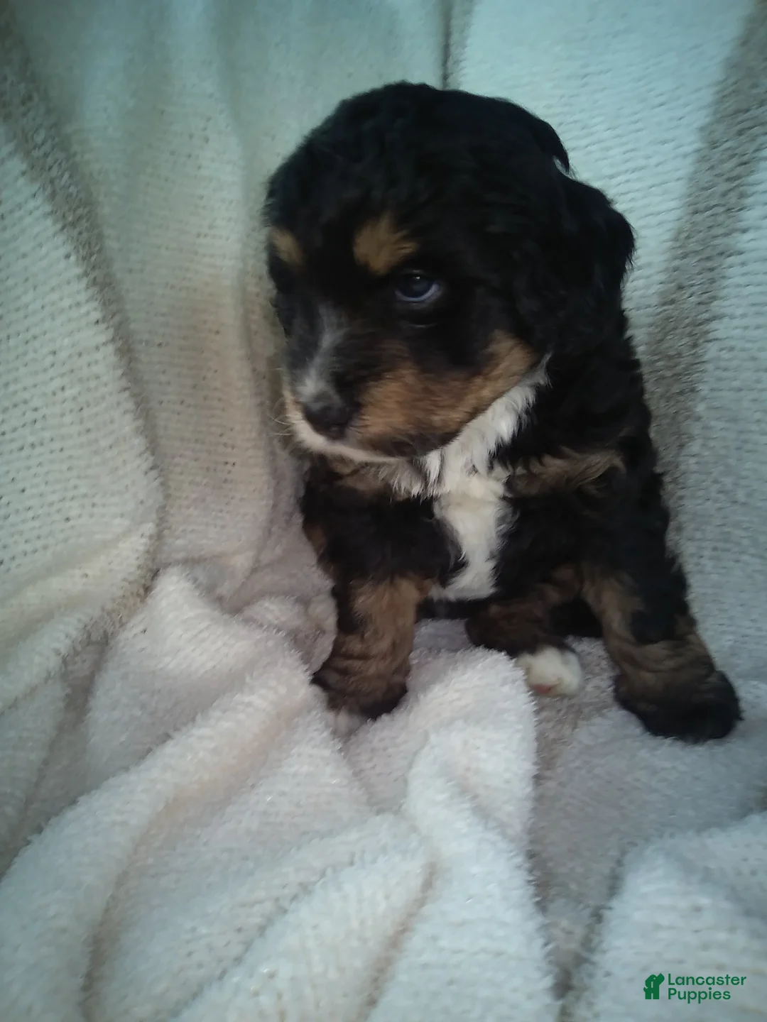 Aussiedoodle dogs for sale: Smokey - Ad 1