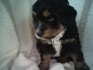 Aussiedoodle dogs for sale: Smokey - Ad 2