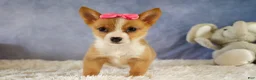 Welsh Corgi Pembroke dogs for sale: Yara ❤️ - Ad 1
