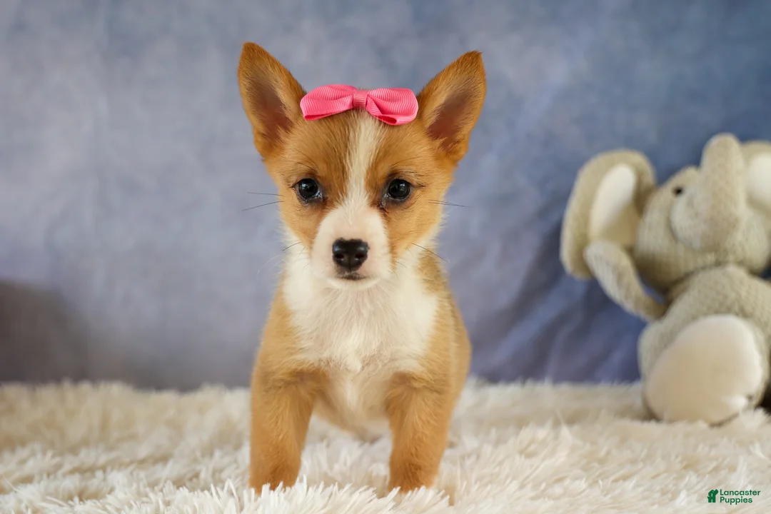 Welsh Corgi Pembroke dogs for sale: Yara ❤️ - Ad 1