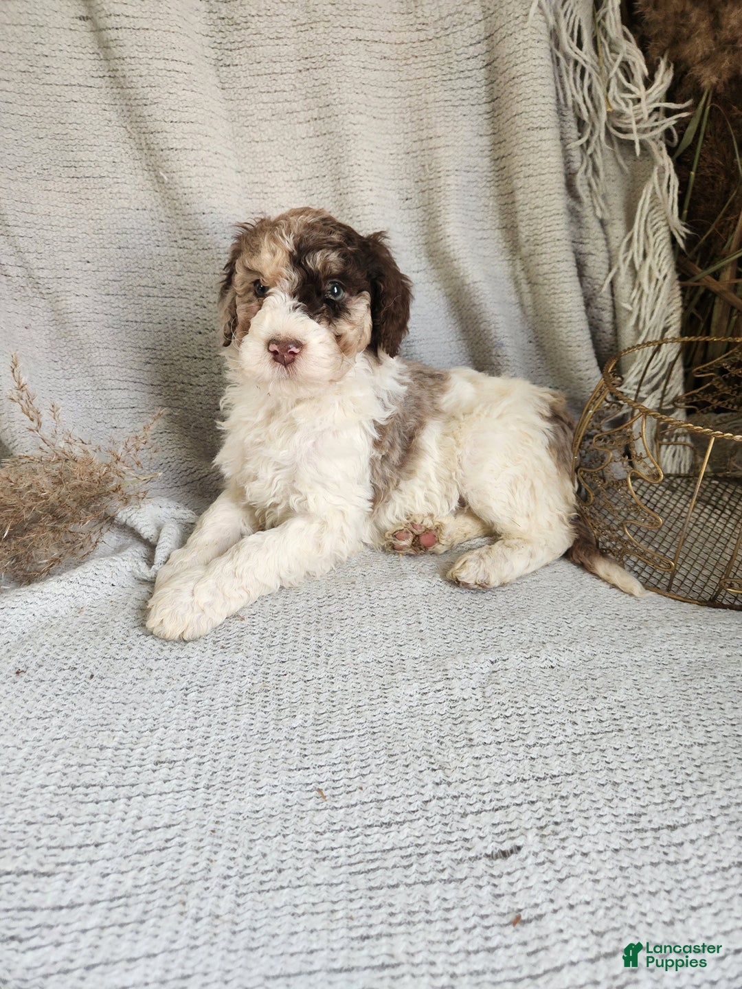 Bernedoodle dogs for sale: Leah - Ad 3
