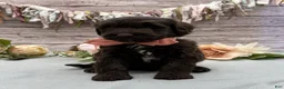 Portuguese Water Dog dogs for sale: Fresco - Ad 3