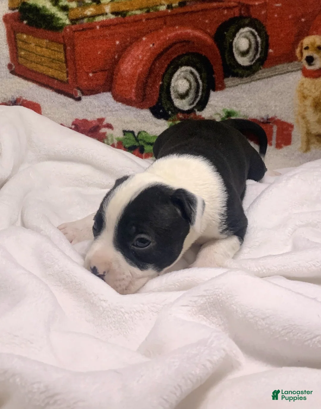 Mixed Breed dogs for sale: Po  - Ad 10