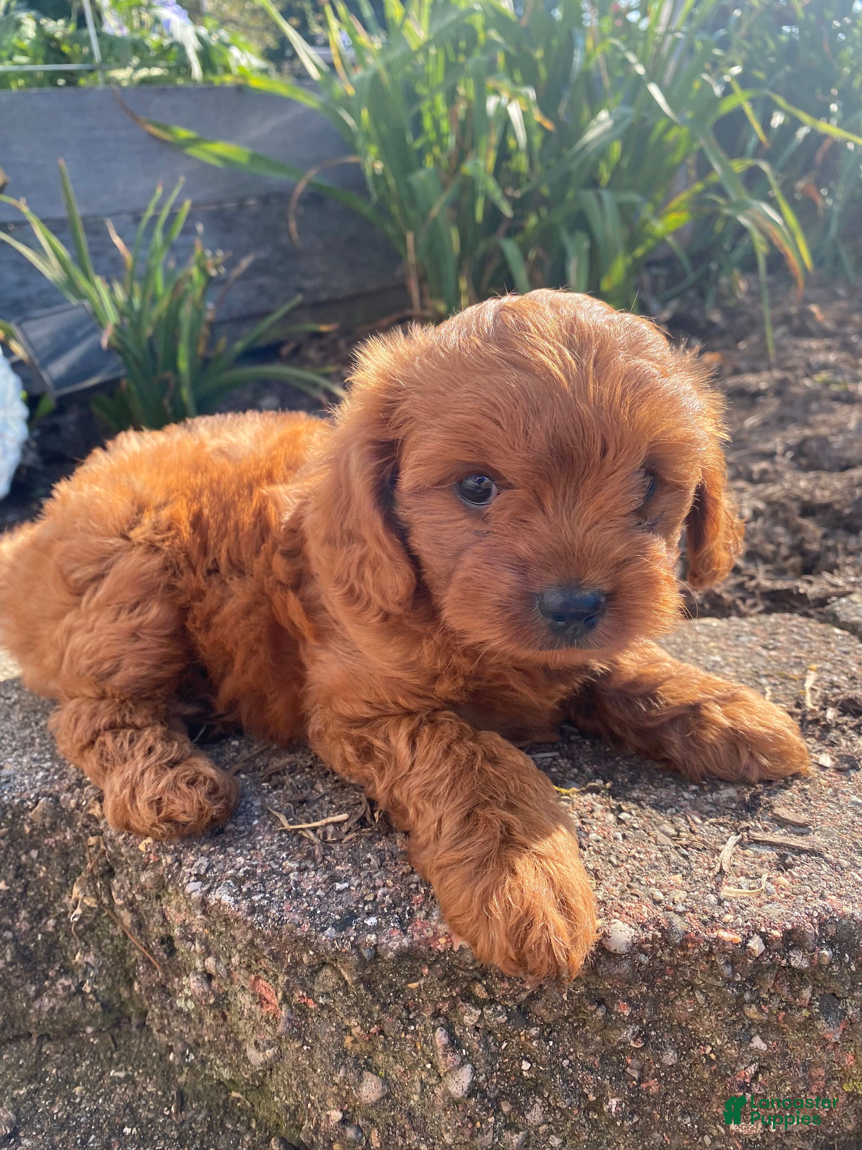Cavapoo dogs Ruby - Ad 1