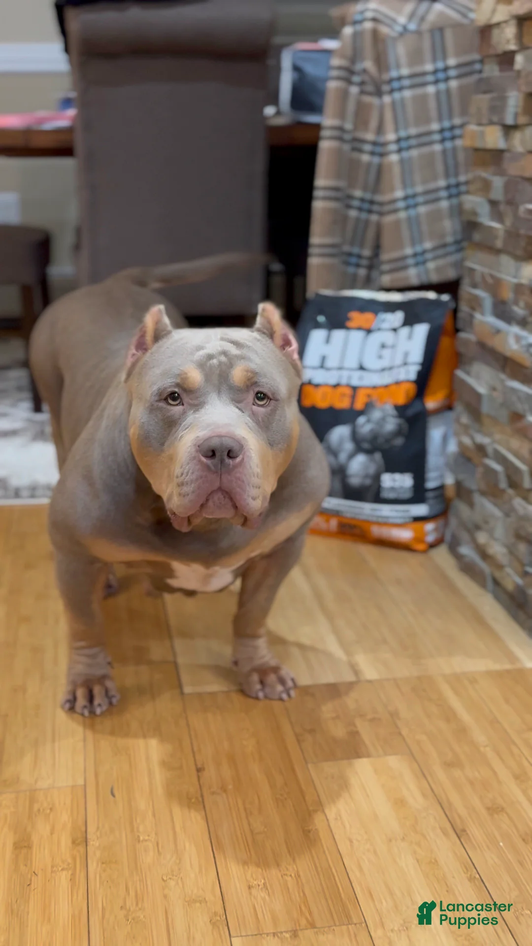 American Bully dogs for sale: Pretty girl - Ad 3