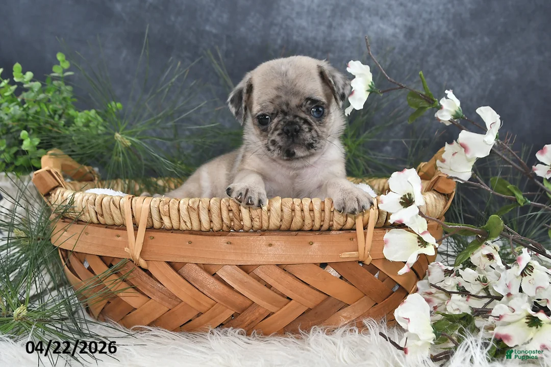 Pug dogs for sale: Gus - Ad 2