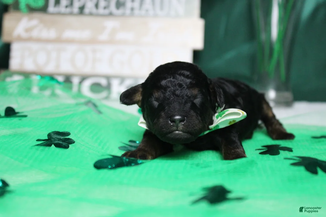 Toy Poodle dogs for sale: Charlie - Ad 3