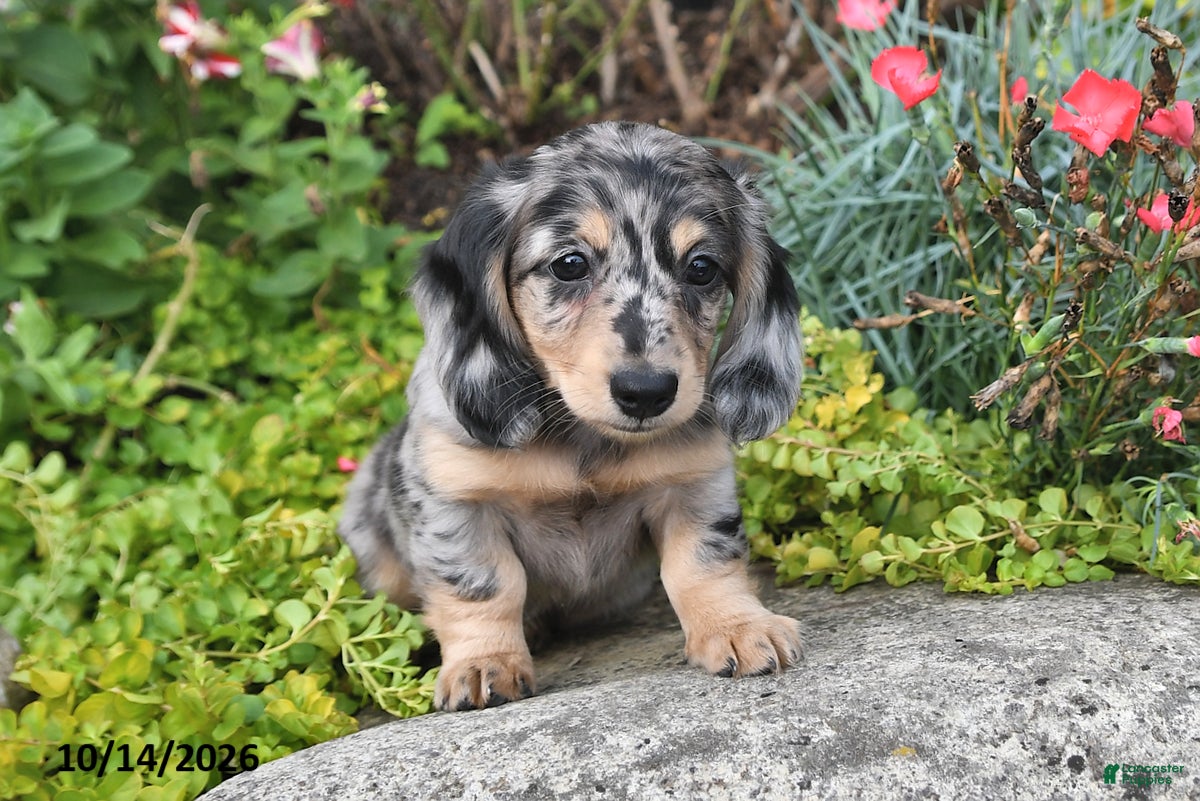 Miniature Dachshund dogs for sale: Autumn - Ad 2