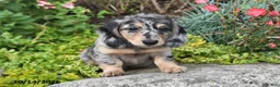 Miniature Dachshund dogs for sale: Autumn - Ad 2