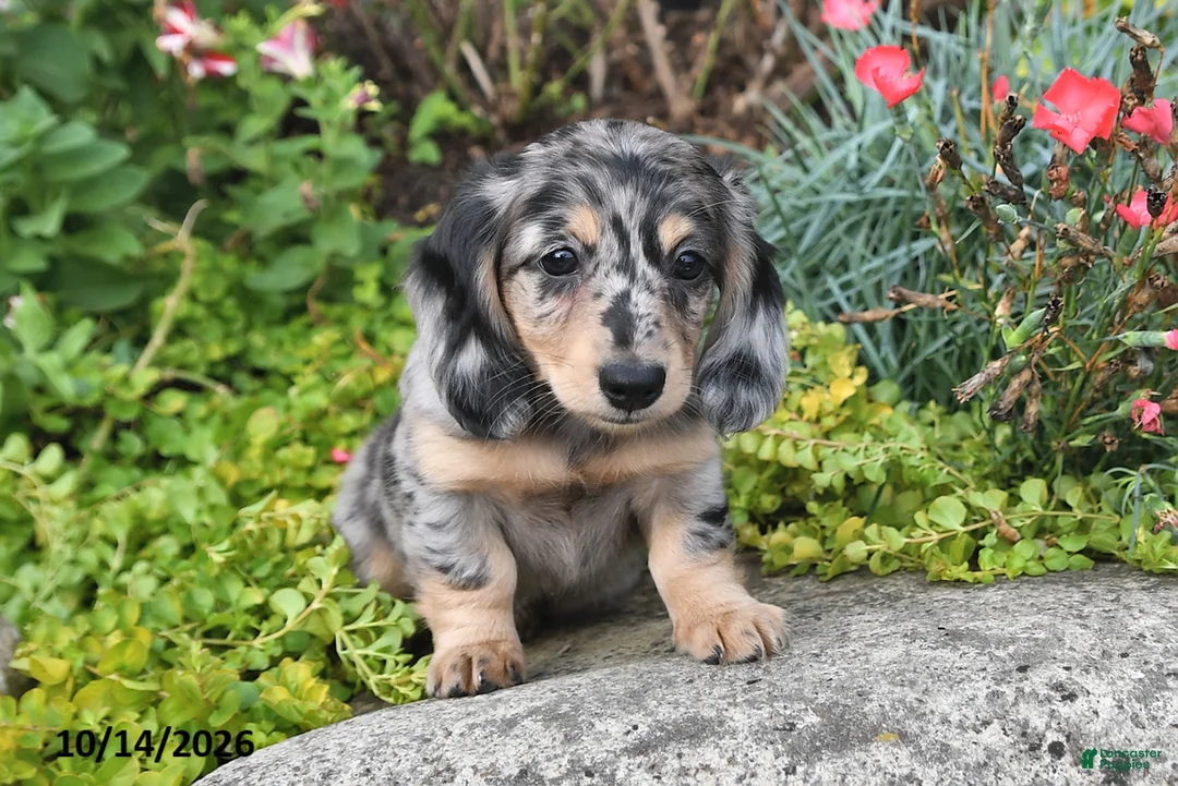 Miniature Dachshund dogs for sale: Autumn - Ad 2
