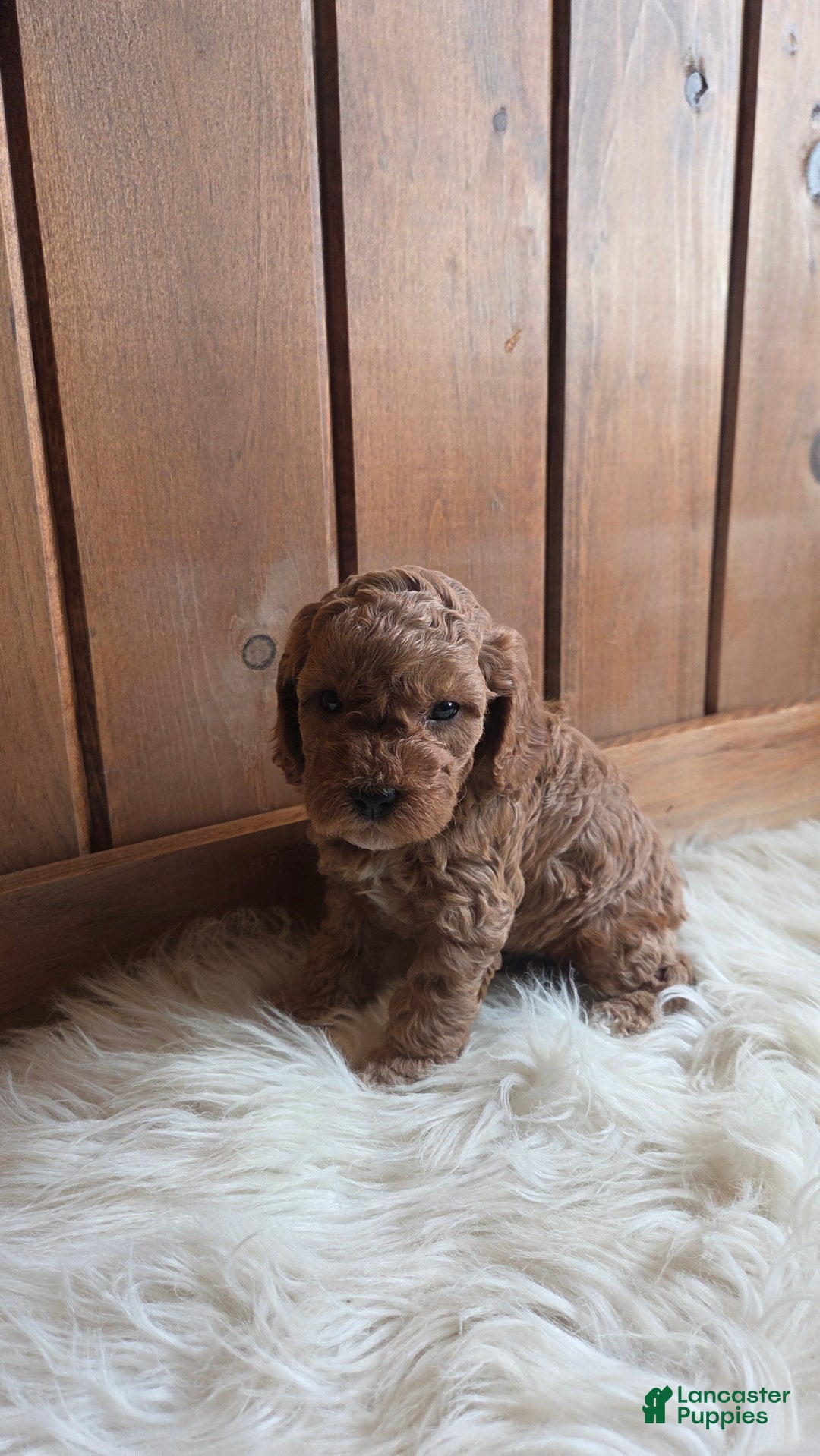 Cavapoo dogs for sale: River - Ad 3