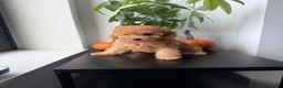 Toy Poodle dogs for sale: Polo - Ad 2